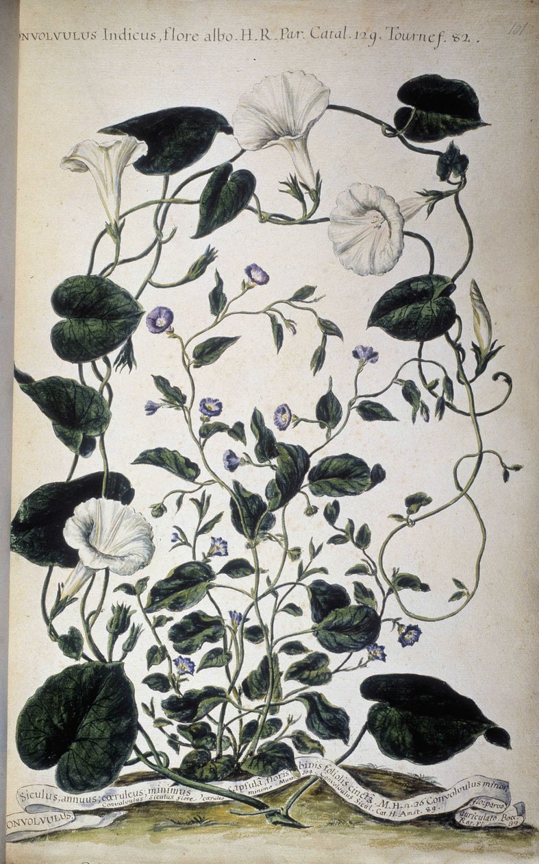 Botanik kurulu: Gündüzsefası çeşitleri. Convolvulus çeşitleri (Convolvulus indicus beyaz flora; Convolvulus Siculus). Giovanni Battista Morandi, Hortulus botanicus pictus veya bir bitki koleksiyonu..., Cilt I by Giovanni Battista Morandi