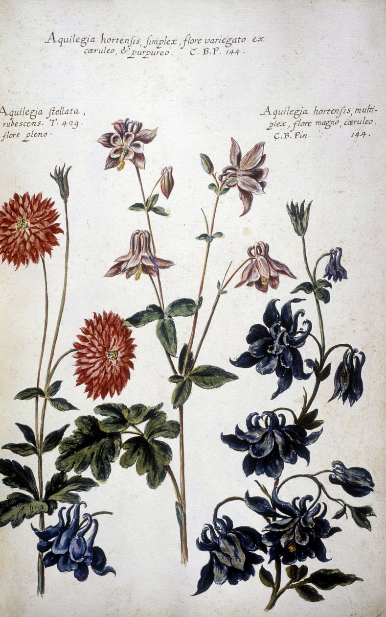 Botanik kurulu: üç çeşit Ancolies (Aquilegia) - "" Botanik pratica tarihi by Giovanni Battista Morandi