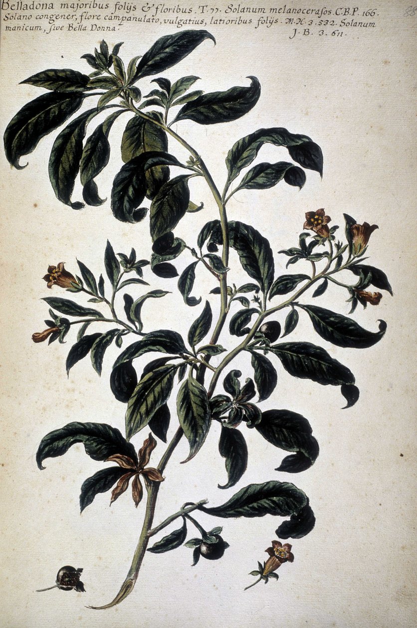 Botanik şeması: Belladona (Belladona Majoribus Folys) - "" Botanik pratica tarihi by Giovanni Battista Morandi