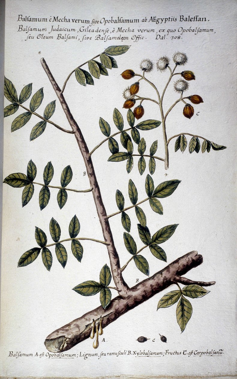 Opobalsamum (Şiddetli Şube) - Giovanni Battista Morandi (?-1761) tarafından ""Orta Çağ ile ilgili Botanik Uygulama Tarihi veya Bitkiler, isimlendirme, açıklama ve erdemler..." içinde by Giovanni Battista Morandi
