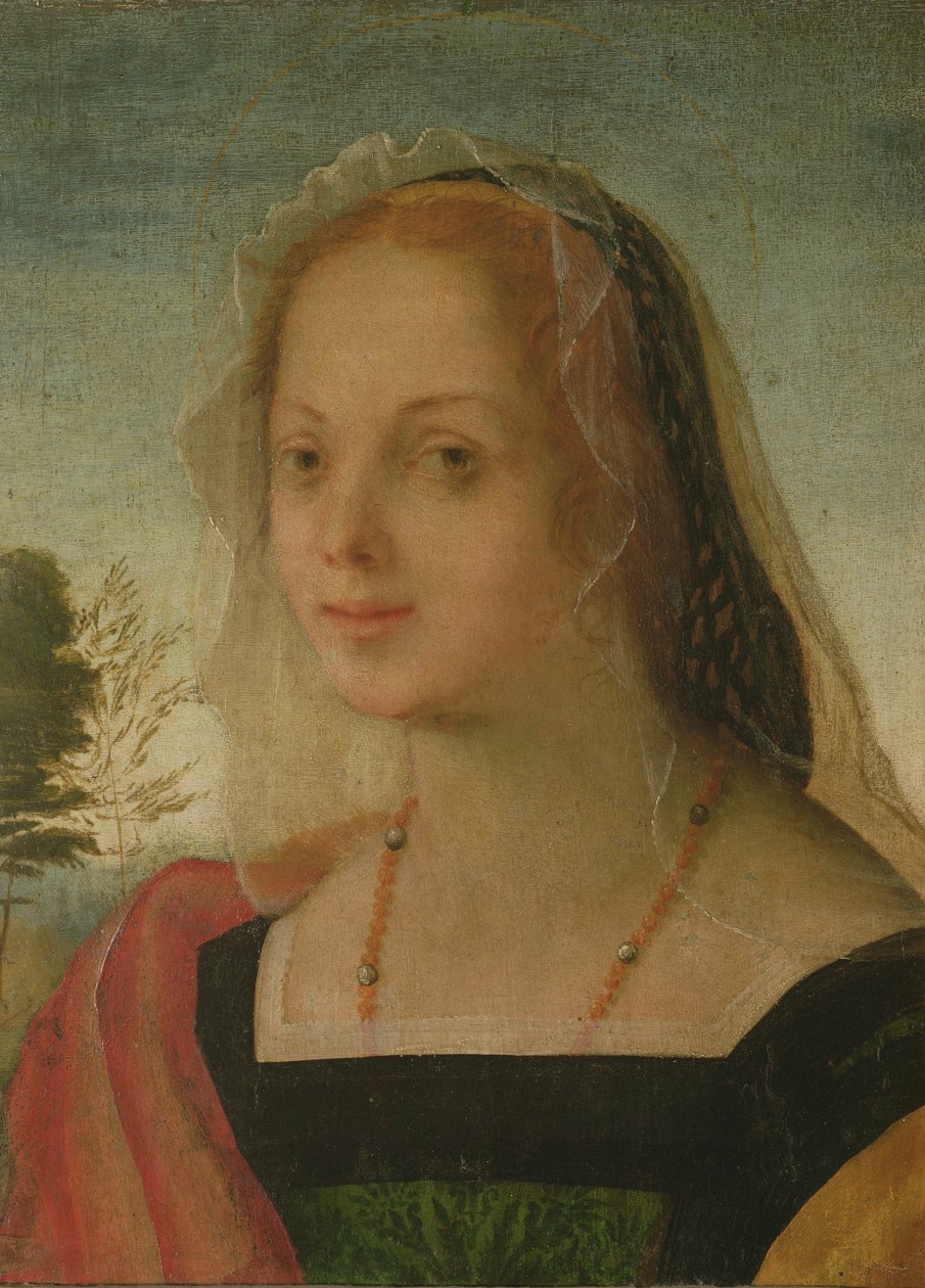 Genç bir kızın portresi (panelde öfke) by Giovanni Battista Rosso Fiorentino
