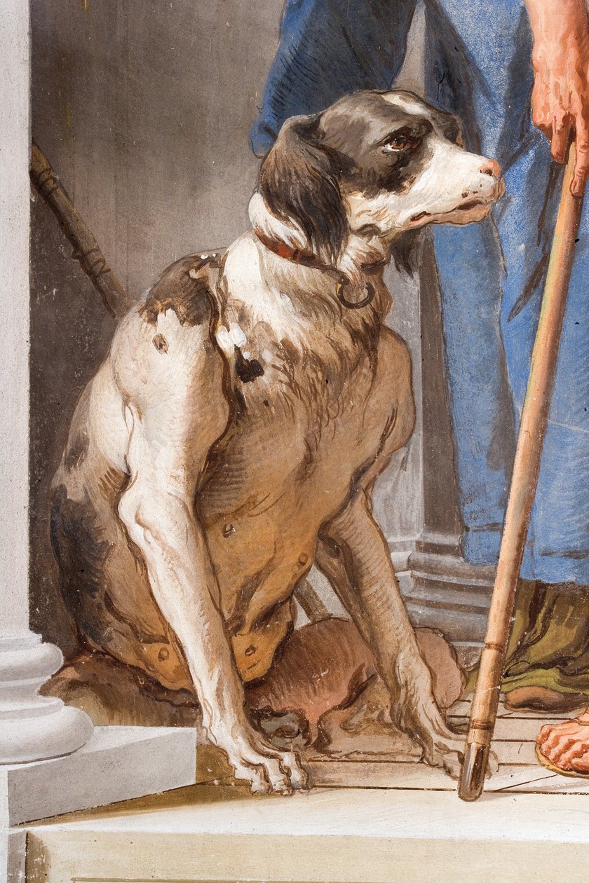 Köpek, Aulis