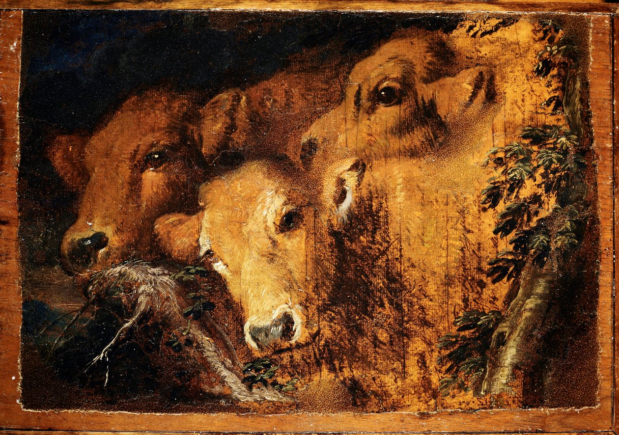 Üç baş etüde dana eti. Giovanni Benedetto tarafından tablo Castiglione dit il Grechetto (1610-1665) Güneş 24x35 cm Genler, Musei di Strada Nuova by Giovanni Benedetto Castiglione