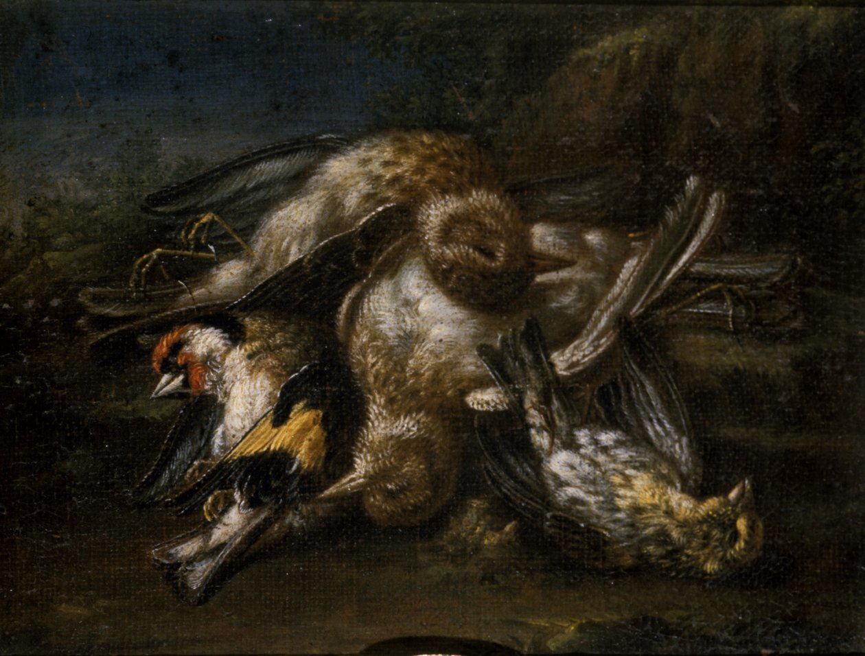 Ölü Kuşlar (ıhlamur ağacı üzerine yağ) by Giovanni Benedetto Castiglione