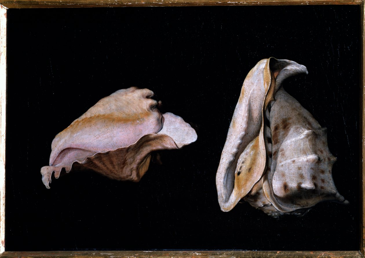 İki Kabuk (Deniz kabukları ile natürmort) Tablo Filippo Napoletano (1587-1629) 1618 Dim 39x56 cm Florence, palazzo Pitti by Giovanni Girolamo Savoldo