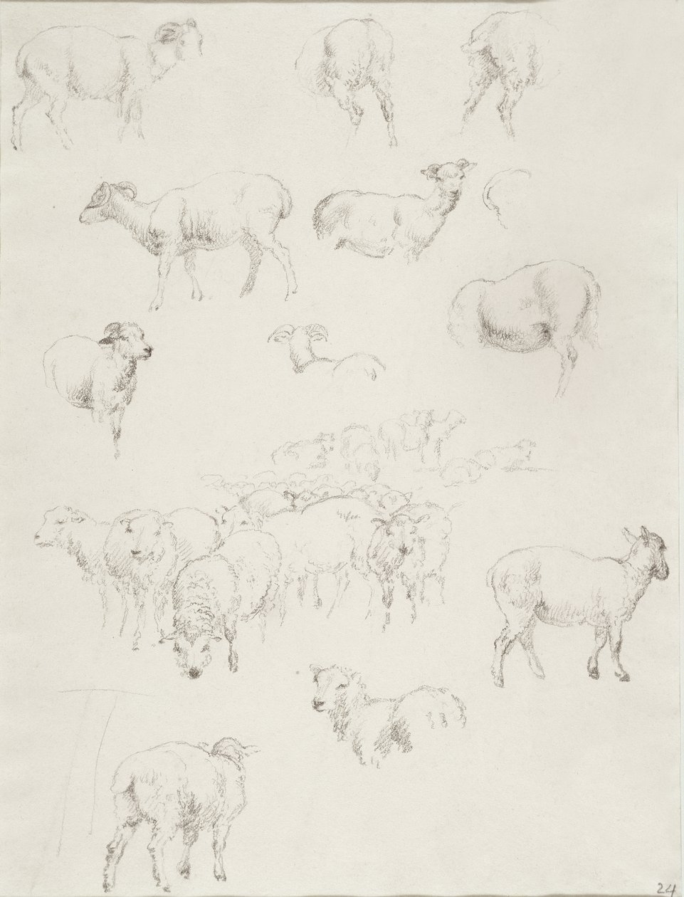 Dauphin