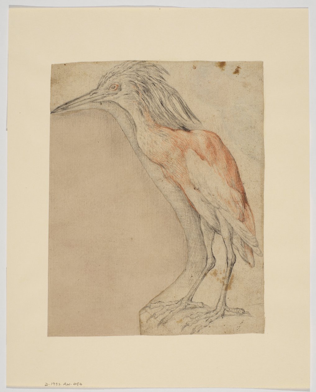 Balıkçıl, recto (kağıt üzerinde tebeşir) by Giovanni da Udine (after)