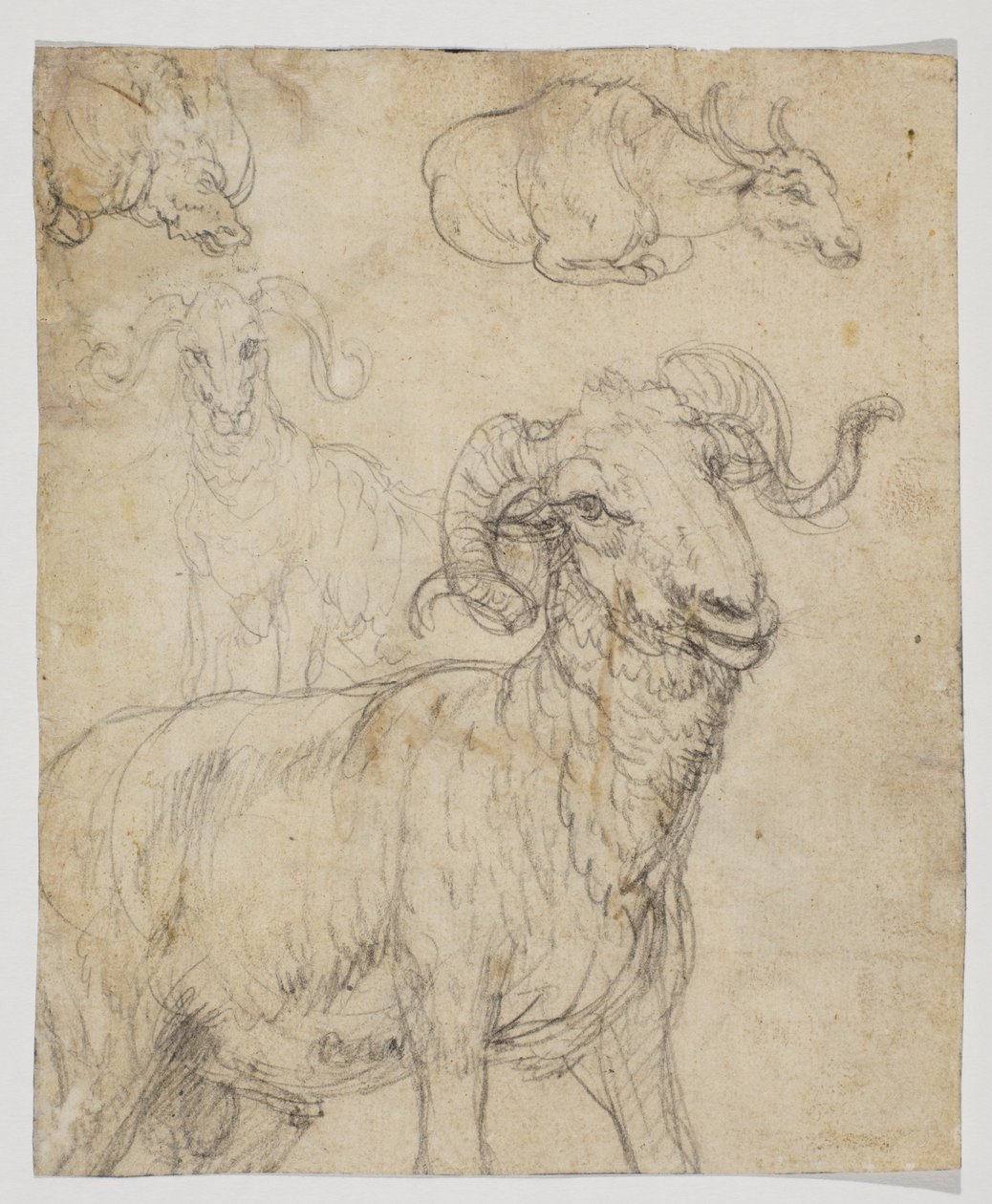 Ram ve bufalo, verso (tebeşir ve sulu boya çizimi) by Giovanni da Udine (after)