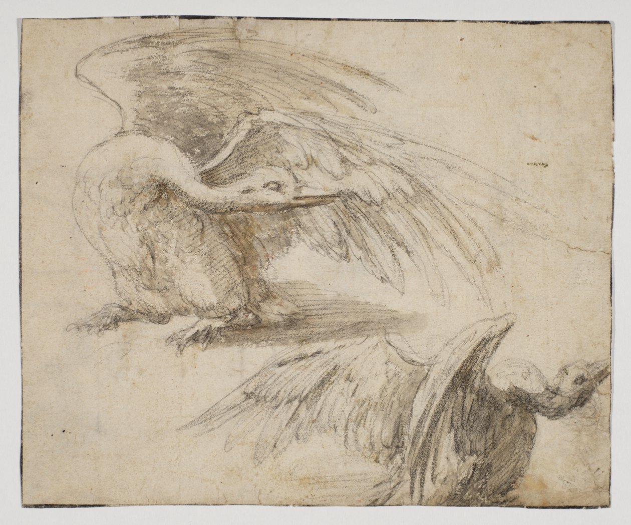 İki kuğu, recto (tebeşir ve sulu boya çizimi) by Giovanni da Udine (after)