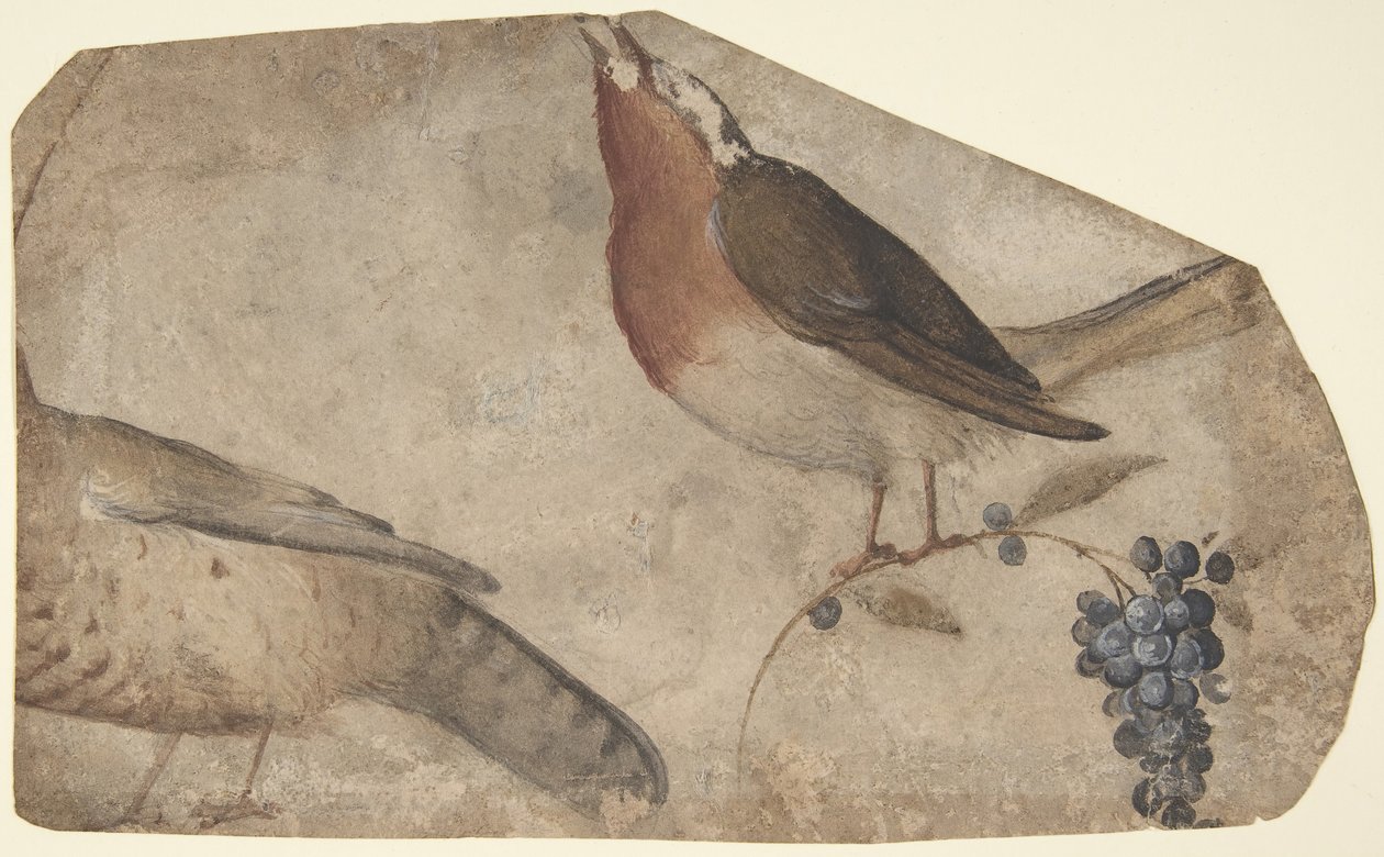Kuş Yiyen Üzüm recto, Tigress verso, 1487-1564. by Giovanni da Udine