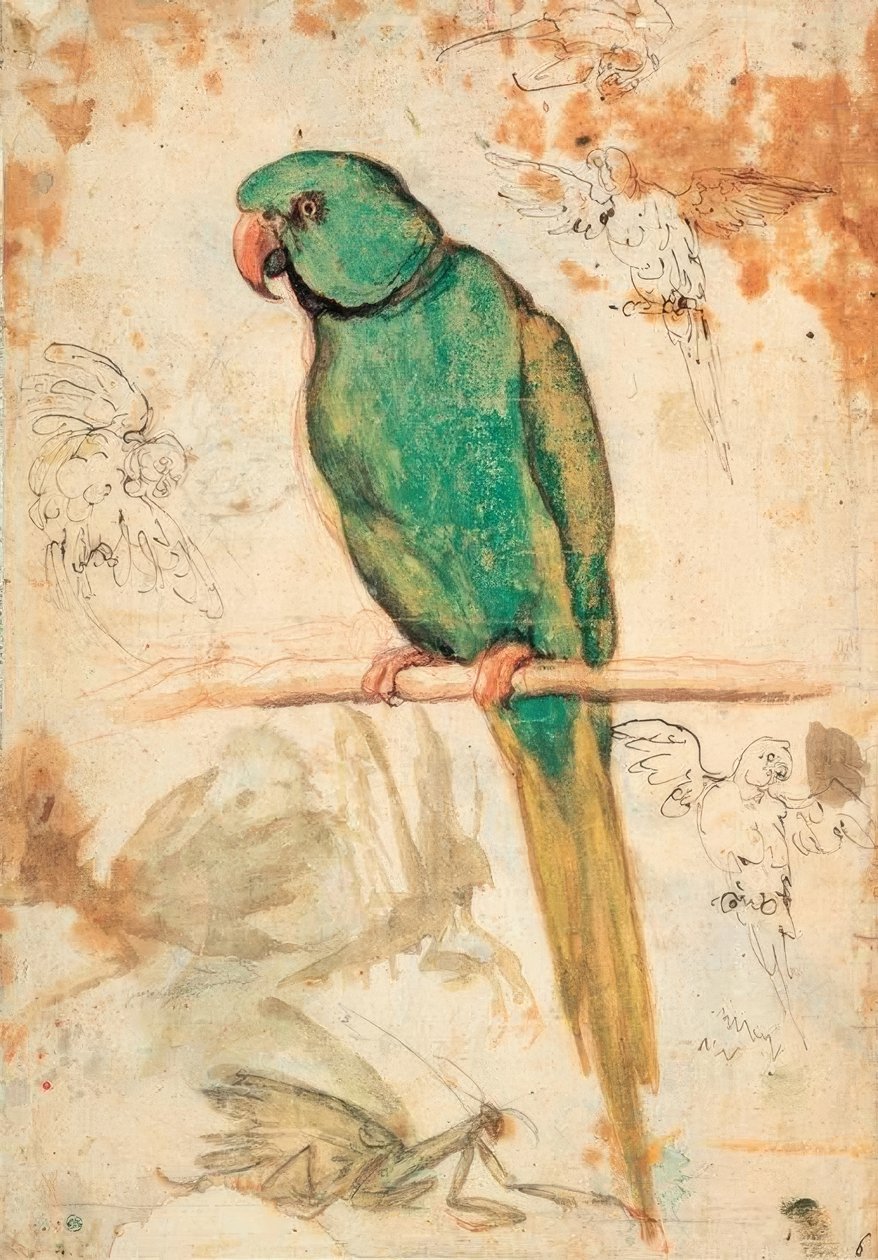 Yeşil papağan ve papağan ve peygamber devesi çizimleri by Giovanni da Udine