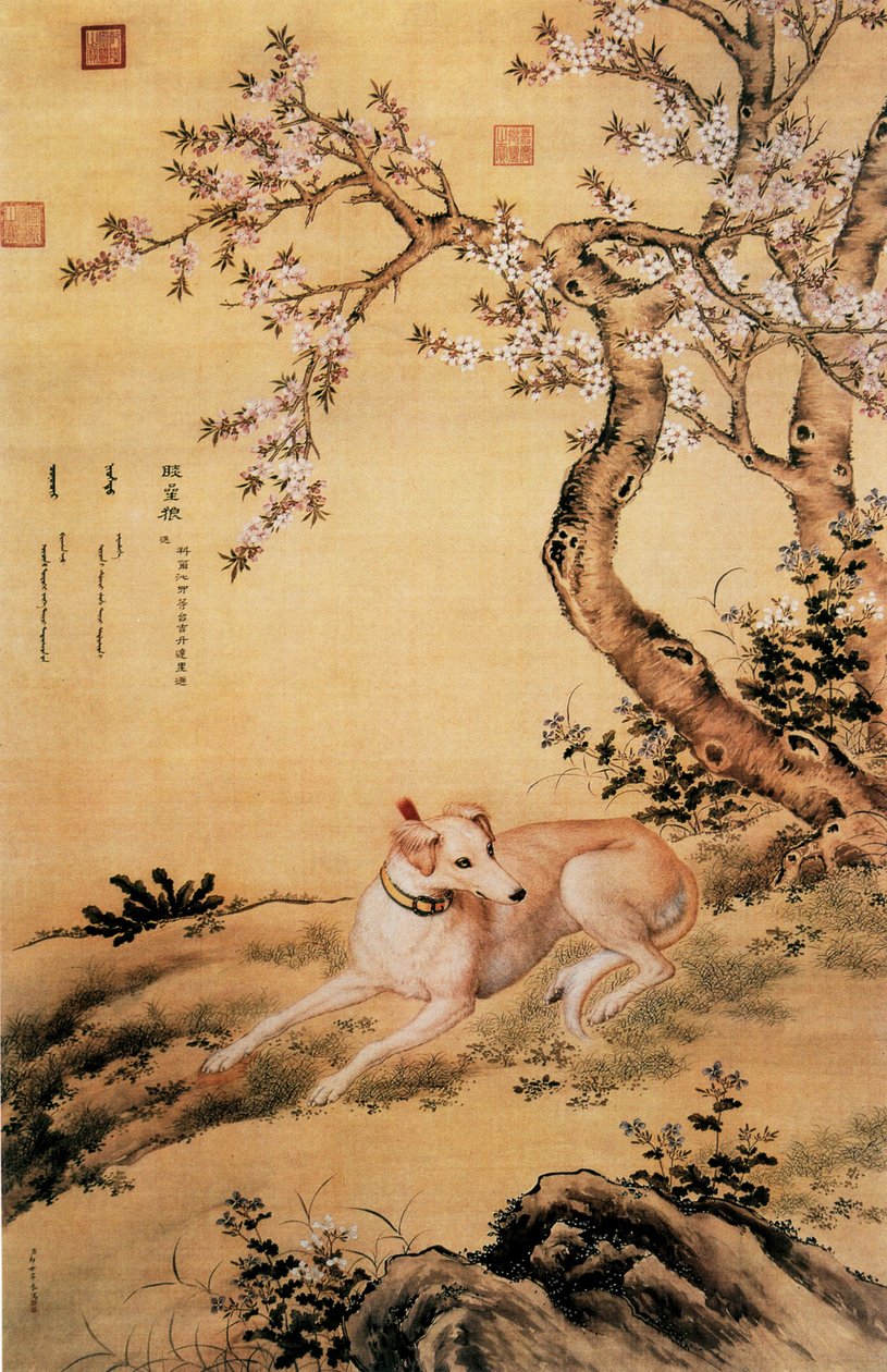 Picture of Shanxing Wolf (睒星狼), a Chinese greyhound, from Ten Prized Dogs Album by Giuseppe Castiglione