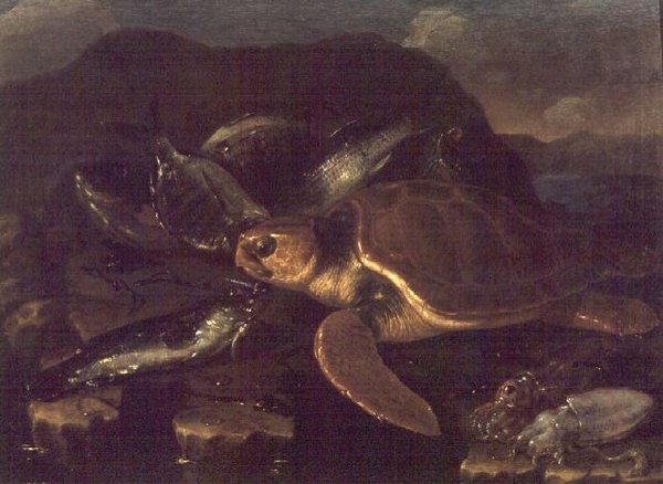 Balık ve Kaplumbağa ile Natürmort by Giuseppe Recco