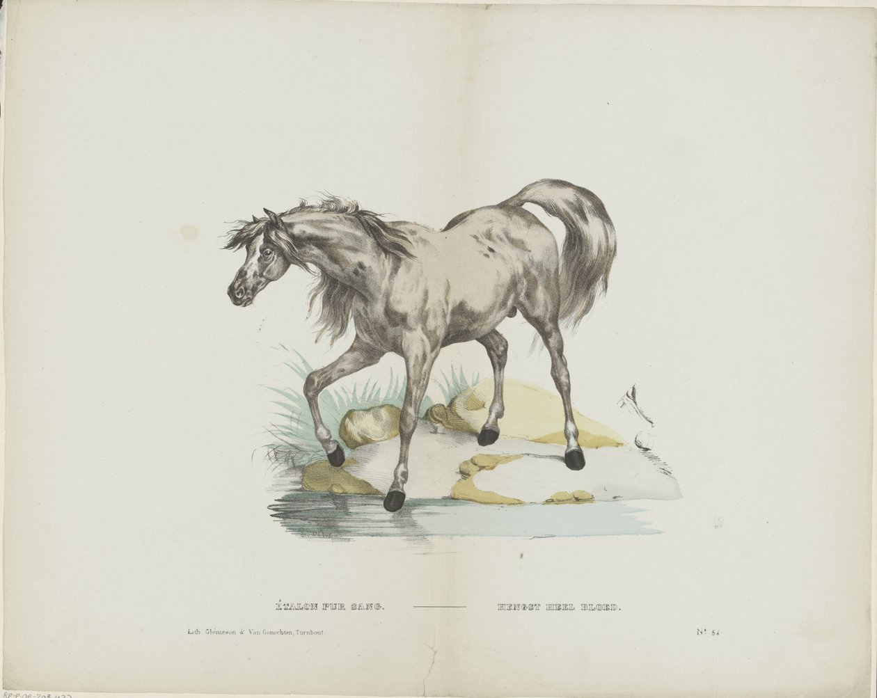 Étalon pur seslendirdi / Aygır tam kan (nesnedeki başlık) by Glenisson and Van Genechten