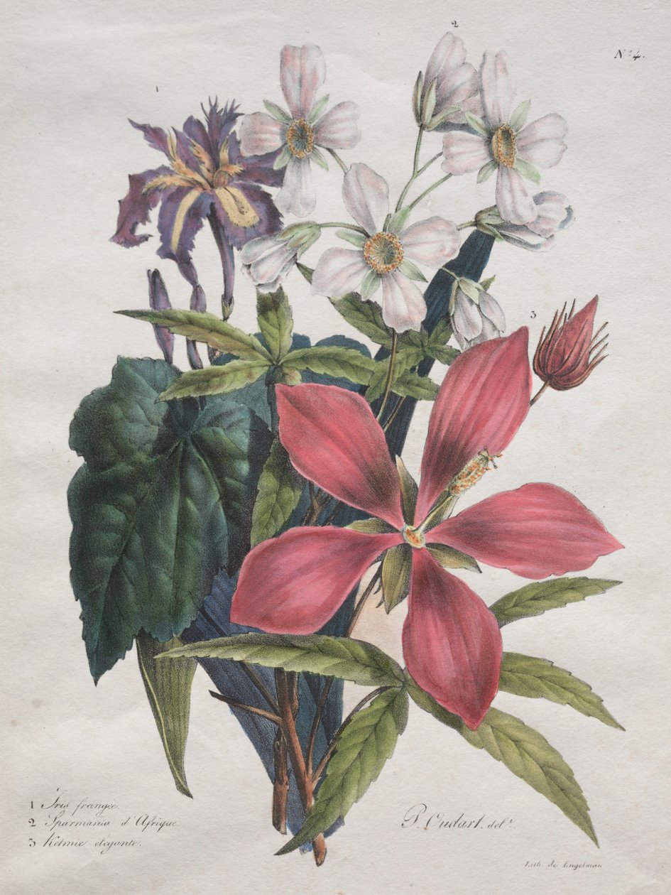 Hayvanlar aleminin başlıca türlerini içeren Doğa Tarihi Kursu, 1825. by Gottfried or Godefroy Engelmann