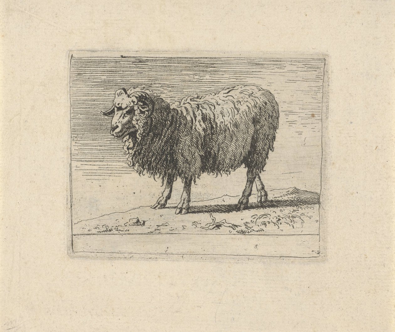 Koç Çeşitli hayvanlar (dizi başlığı) by Govert van der Leeuw