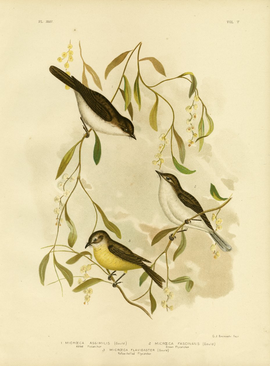 Müttefik Sinekkapan, 1891 by Gracius Broinowski