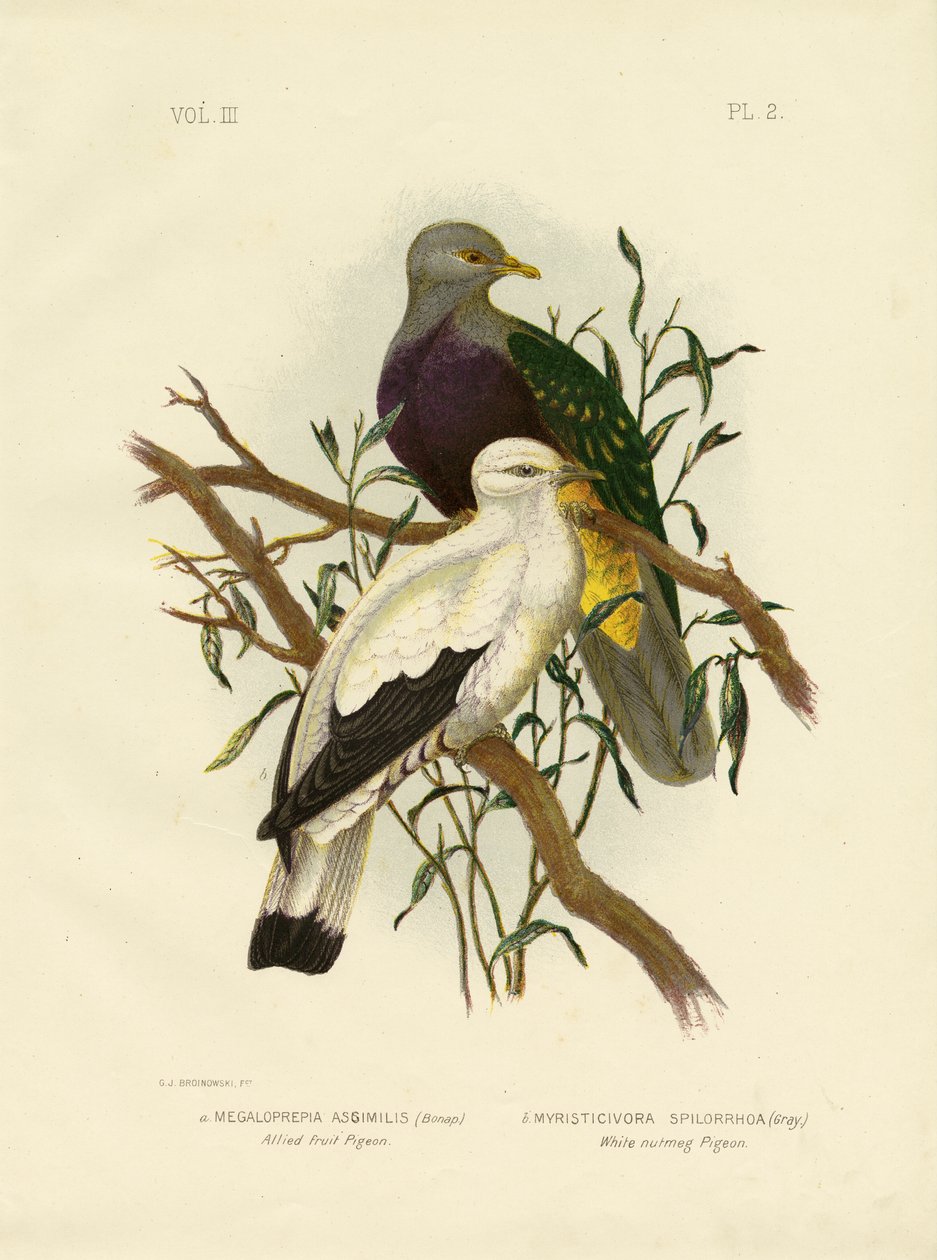 Müttefik Meyve Güvercini veya Wompoo Meyve Güvercini, 1891 by Gracius Broinowski