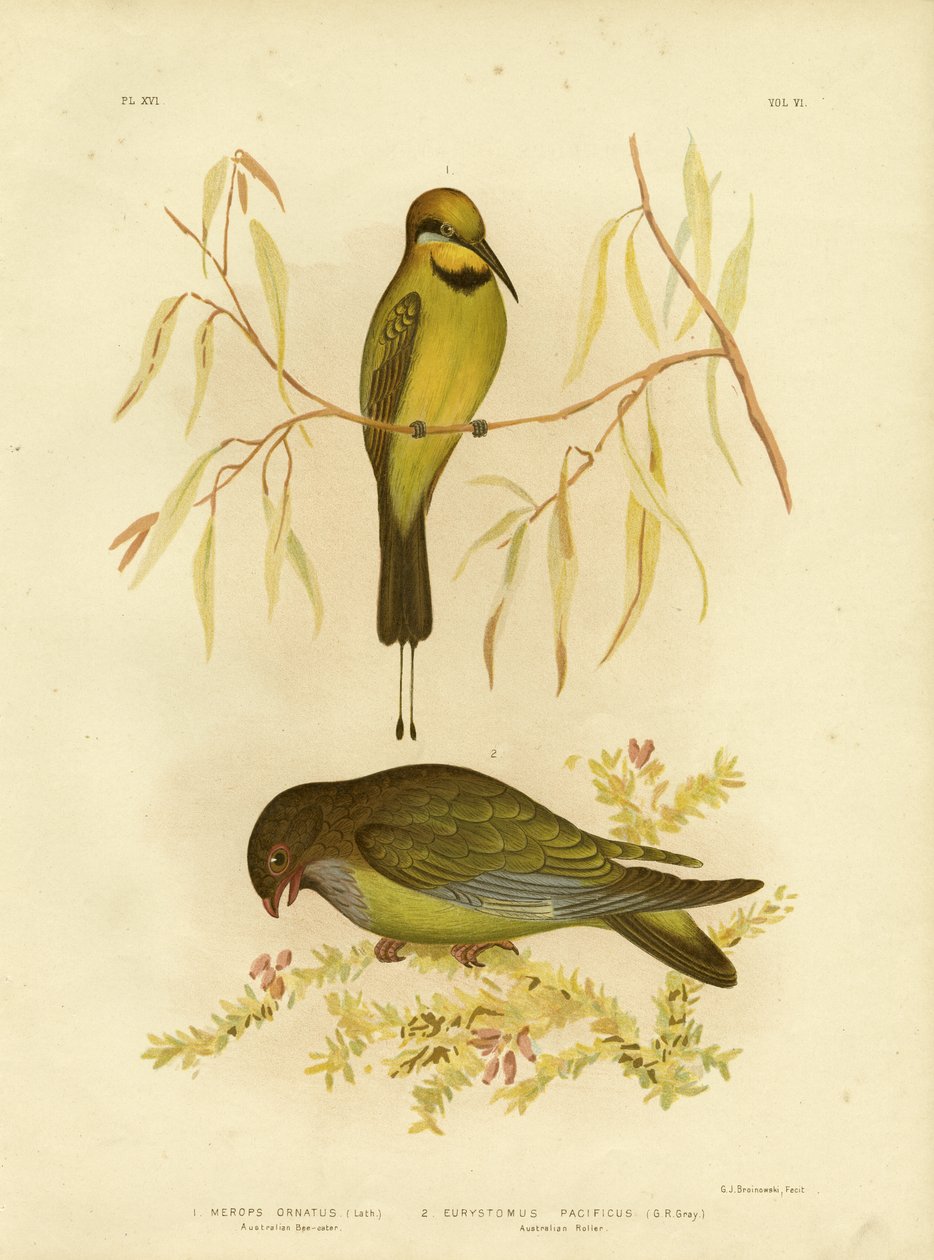 Avustralyalı Arı Yiyen veya Gökkuşağı Arı Yiyen, 1891 by Gracius Broinowski