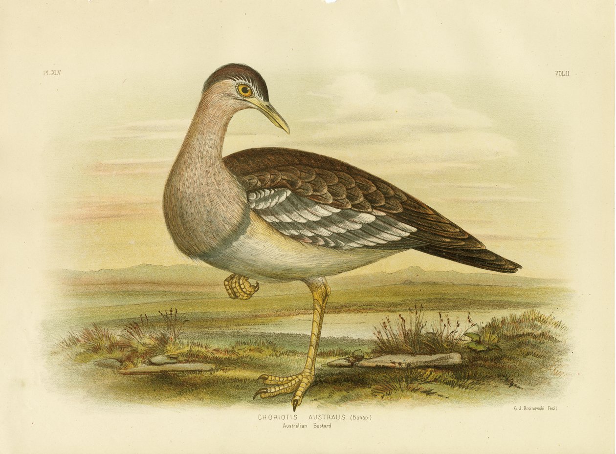 Avustralya Bustard veya Bush Türkiye, 1891 by Gracius Broinowski