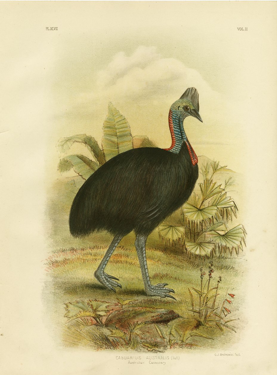Avustralya Cassowary veya Güney Cassowary, 1891 by Gracius Broinowski