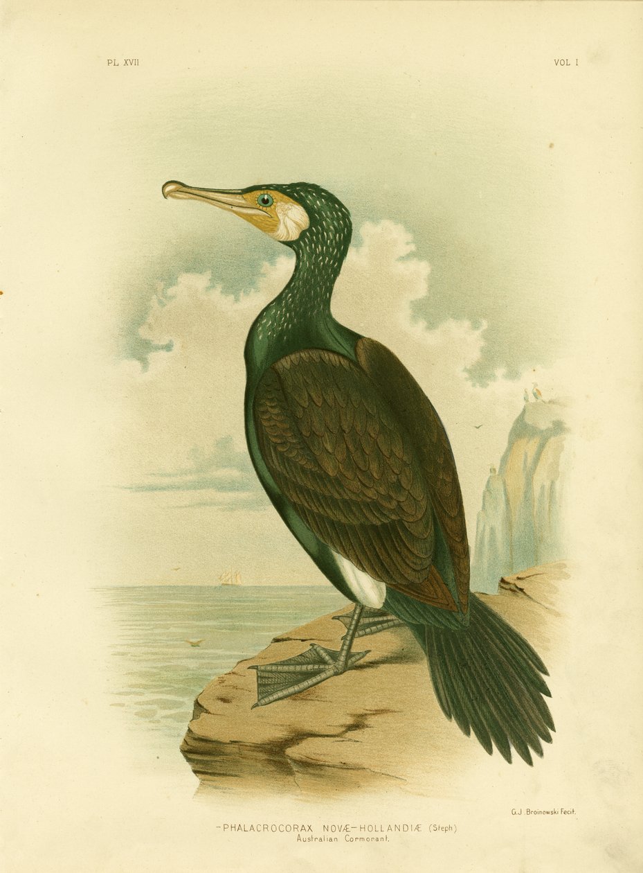 Australian Cormorant, 1891  by Gracius Broinowski