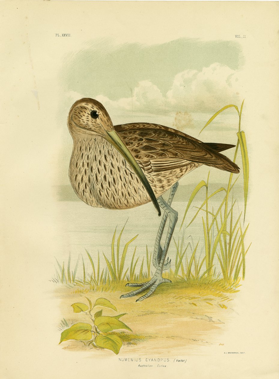 Avustralya Curlew veya Uzak Doğu Curlew, 1891 by Gracius Broinowski