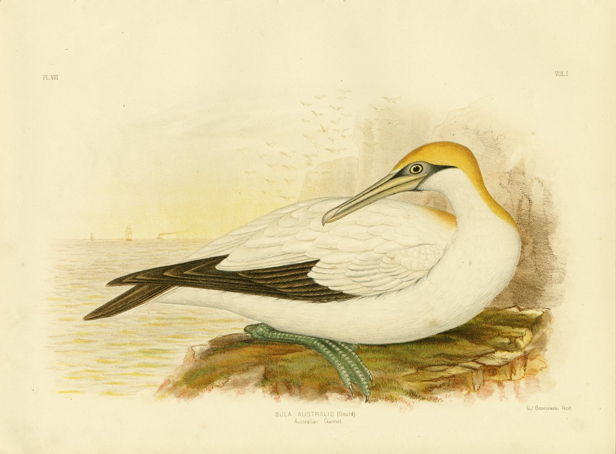 Avustralya Gannet, 1891 by Gracius Broinowski