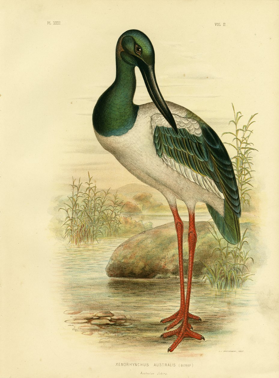 Avustralya Jabiru veya Kara Boyunlu Leylek, 1891 by Gracius Broinowski