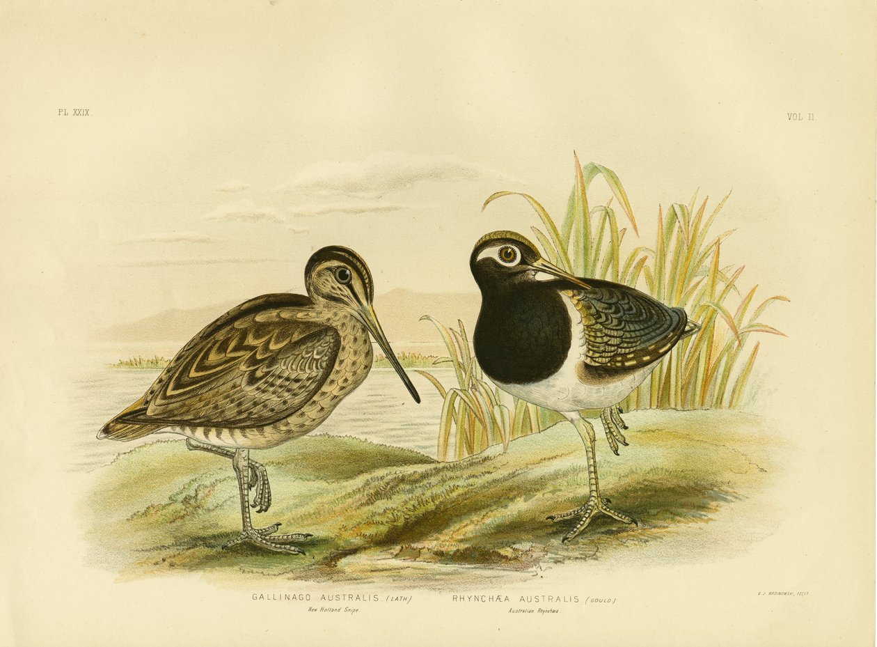 Avustralya Snipe Veya Latham'S Snipe, 1891 by Gracius Broinowski