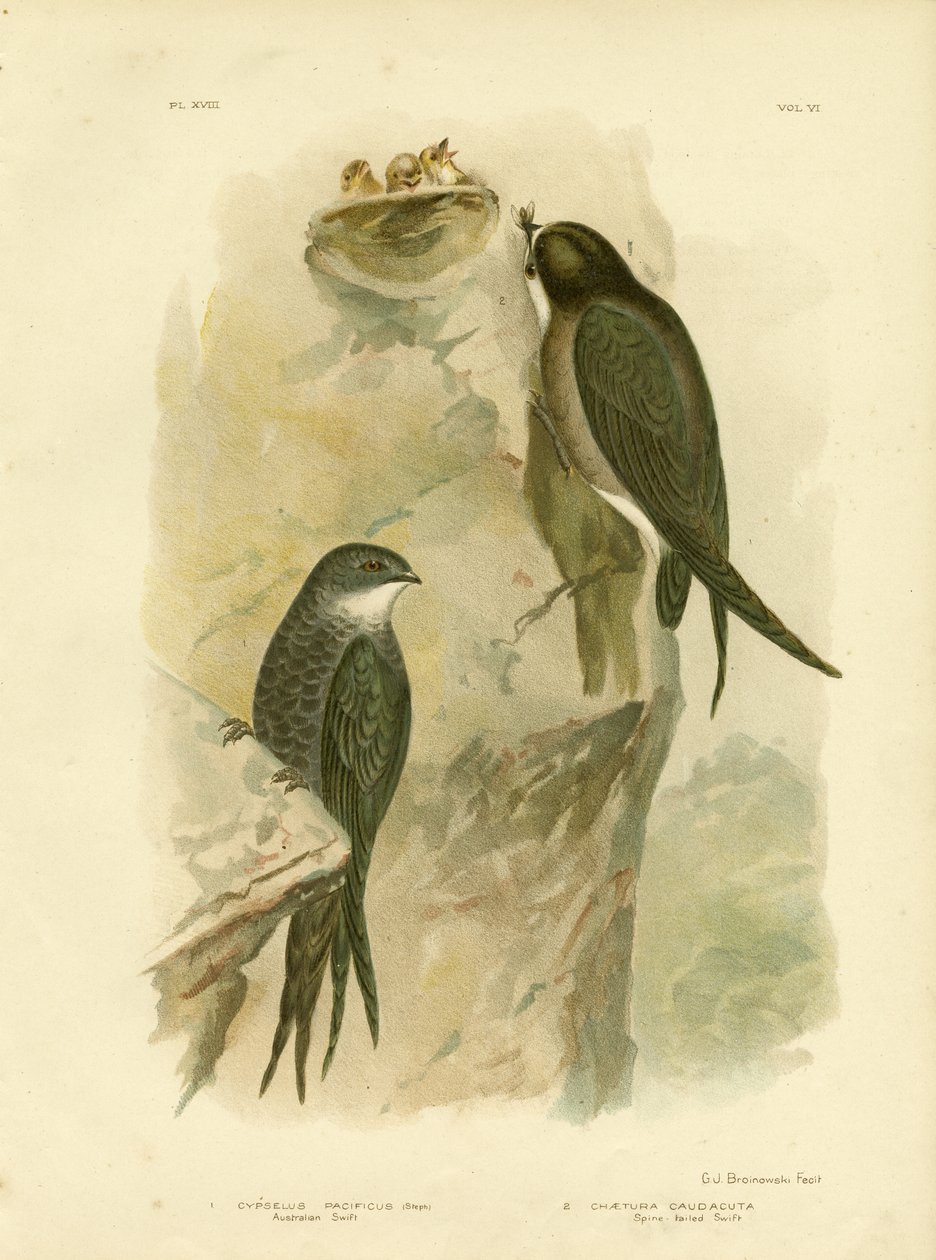 Avustralya Swift veya Çatal Kuyruklu Swift, 1891 by Gracius Broinowski
