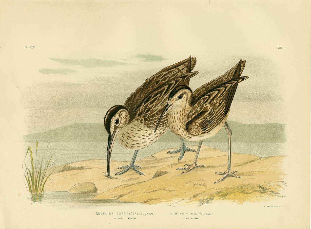Avustralya Whimbrel, 1891 by Gracius Broinowski