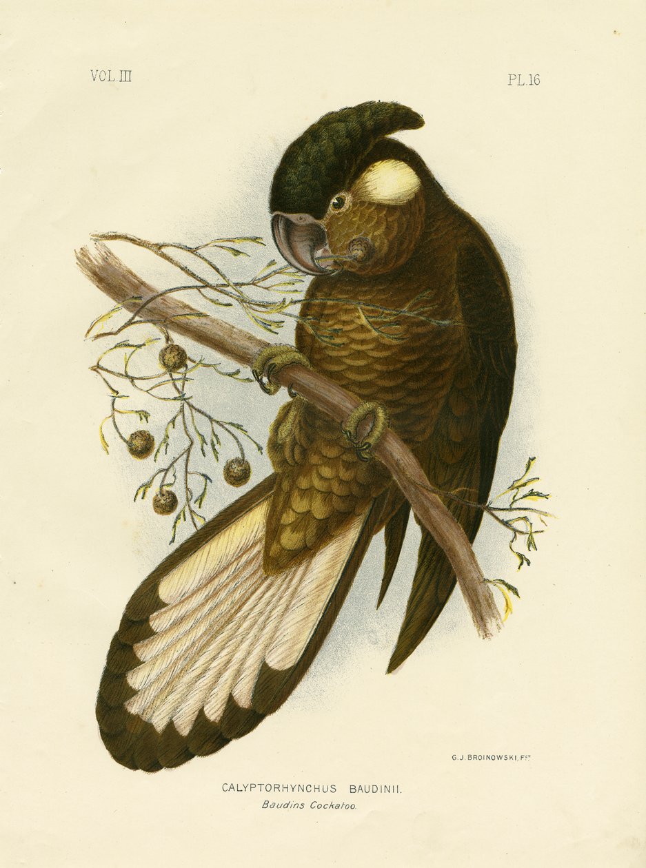 ಬೌಡಿನ್ಸ್ ಬ್ಲ್ಯಾಕ್ ಕಾಕಟೂ, 1891 ಟರ್ಕ್ by Gracius Broinowski