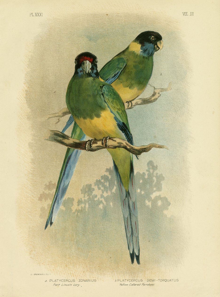 Bauer'in Muhabbet Kuşu veya Port Lincoln Lory, 1891 by Gracius Broinowski