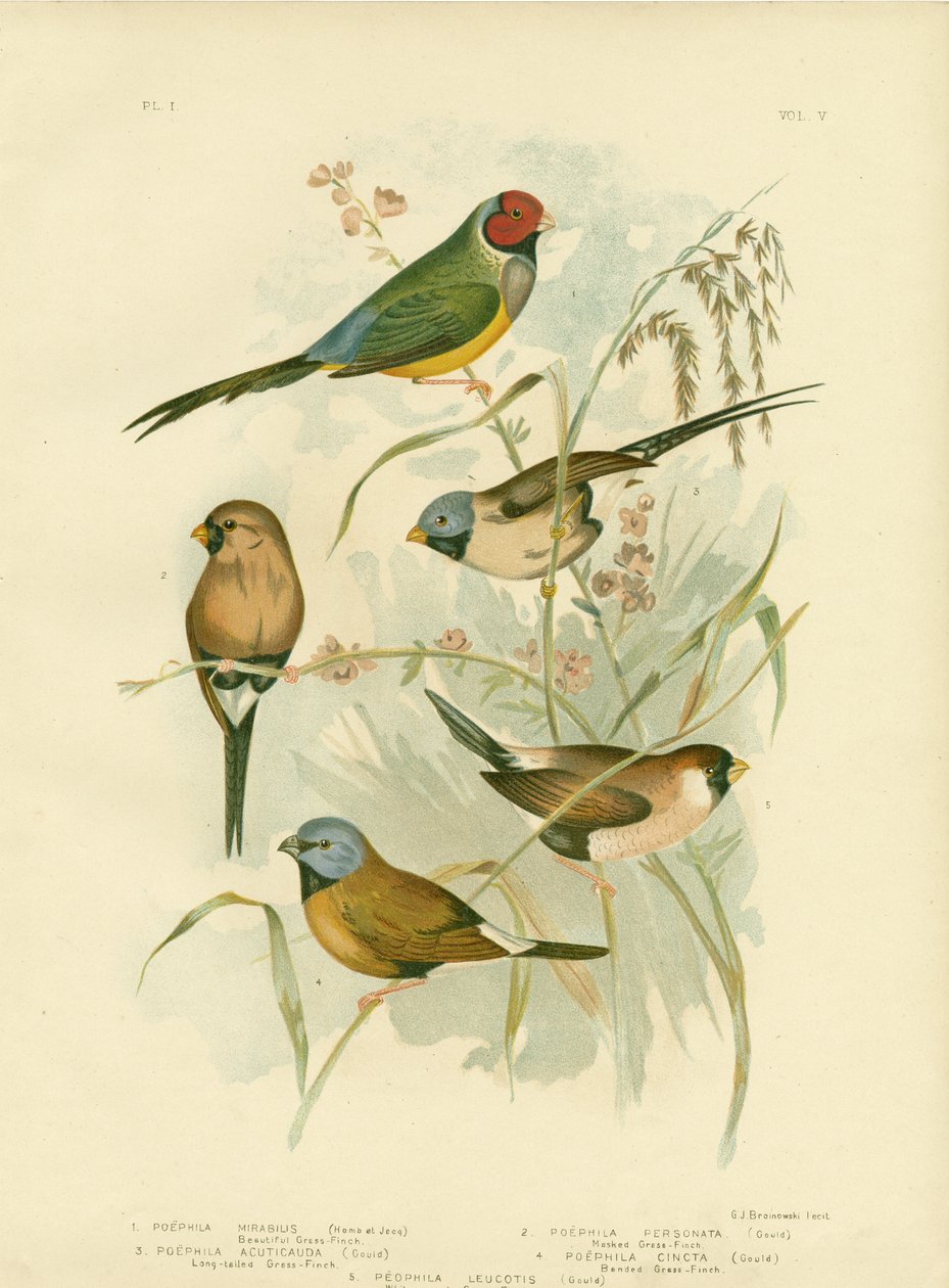 Güzel Çim Ispinozu, 1891 by Gracius Broinowski