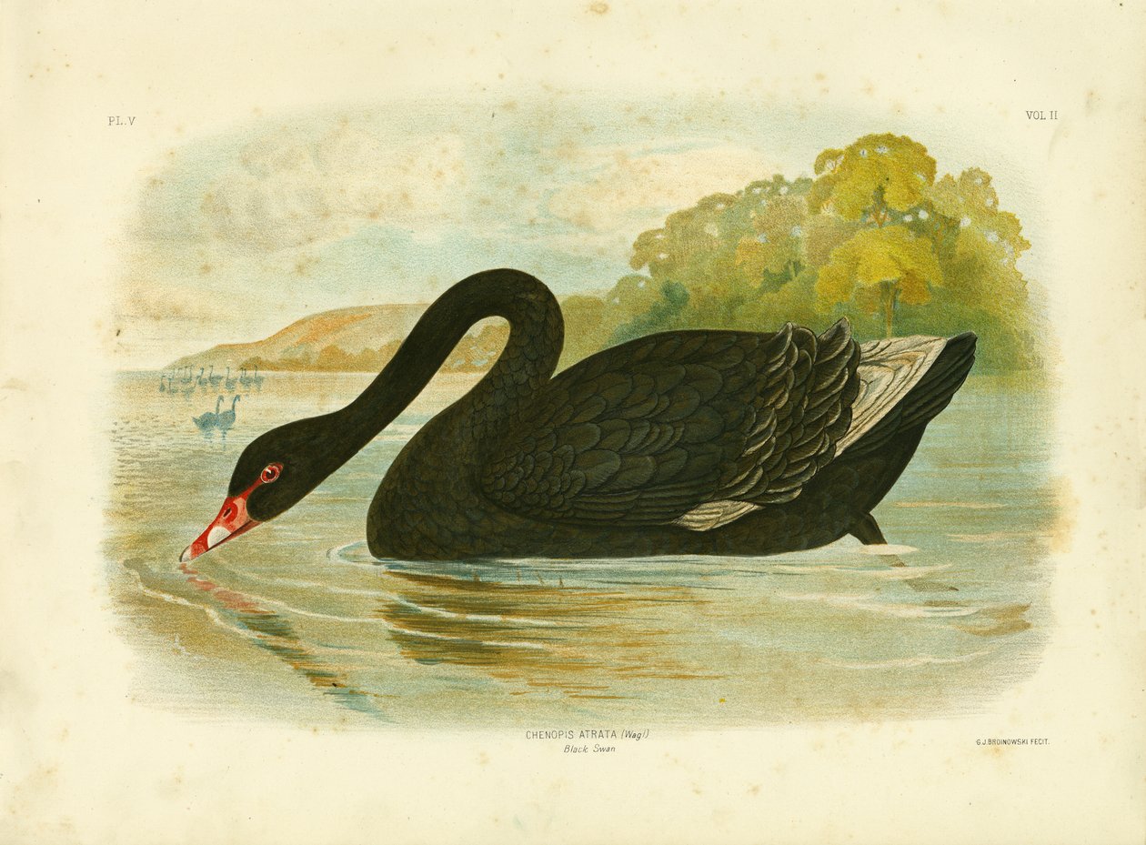 Kara Kuğu, 1891 by Gracius Broinowski