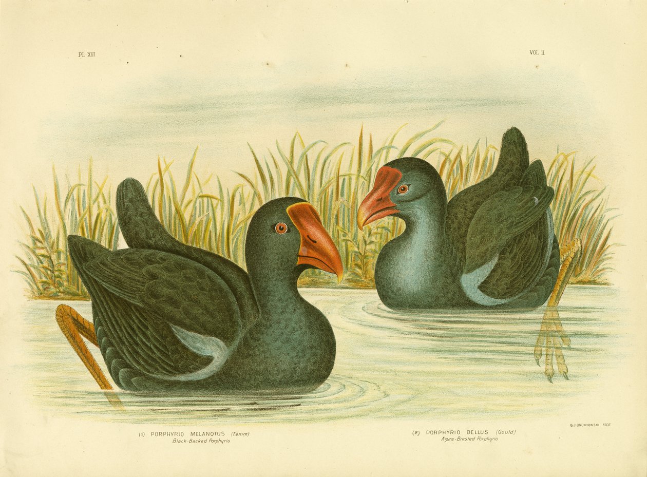Kara Sırtlı Porphyrio, 1891 by Gracius Broinowski