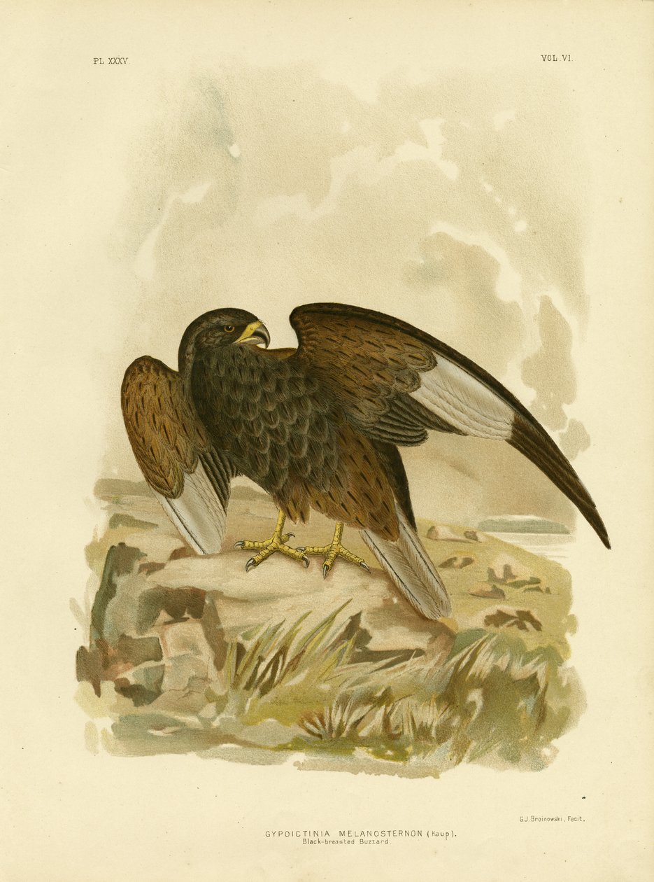 Kara Göğüslü Şahin, 1891 by Gracius Broinowski