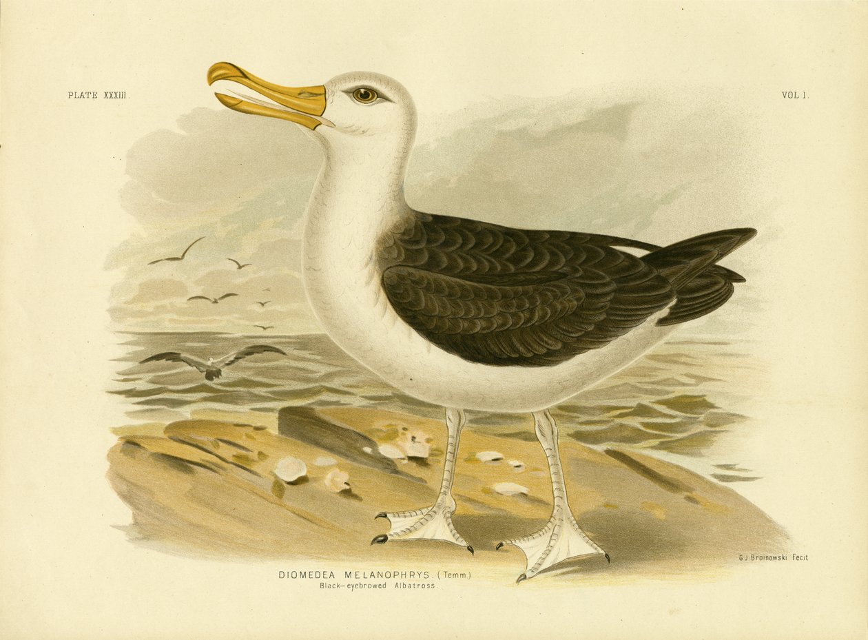 Kara Kaşlı Albatros, 1891 by Gracius Broinowski