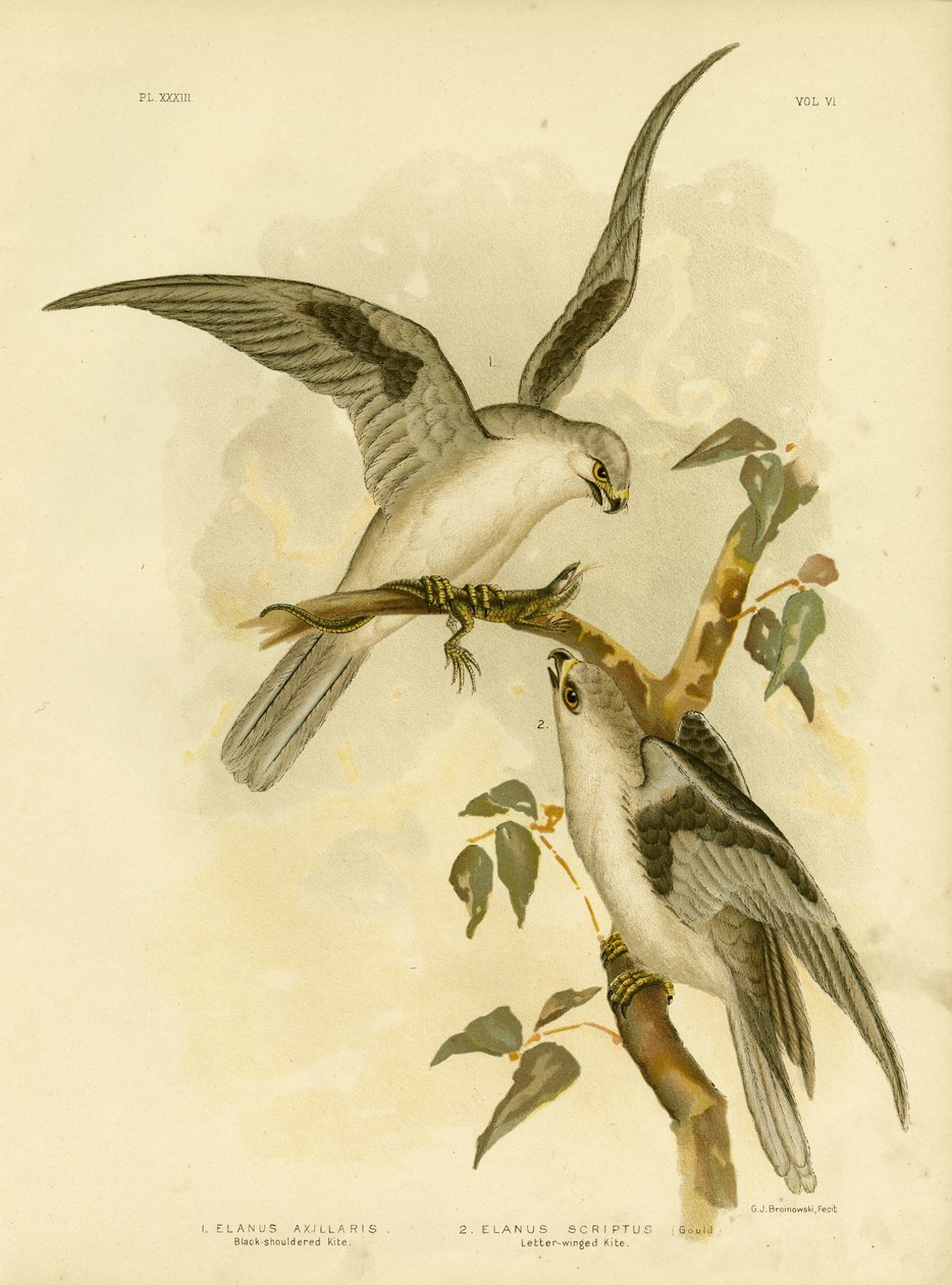 ಕಪ್ಪು-ಭುಜದ ಗಾಳಿಪಟ, 1891 ಟರ್ಕ್ by Gracius Broinowski