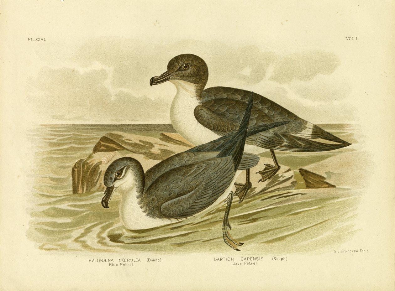 Blue Petrel, 1891  by Gracius Broinowski