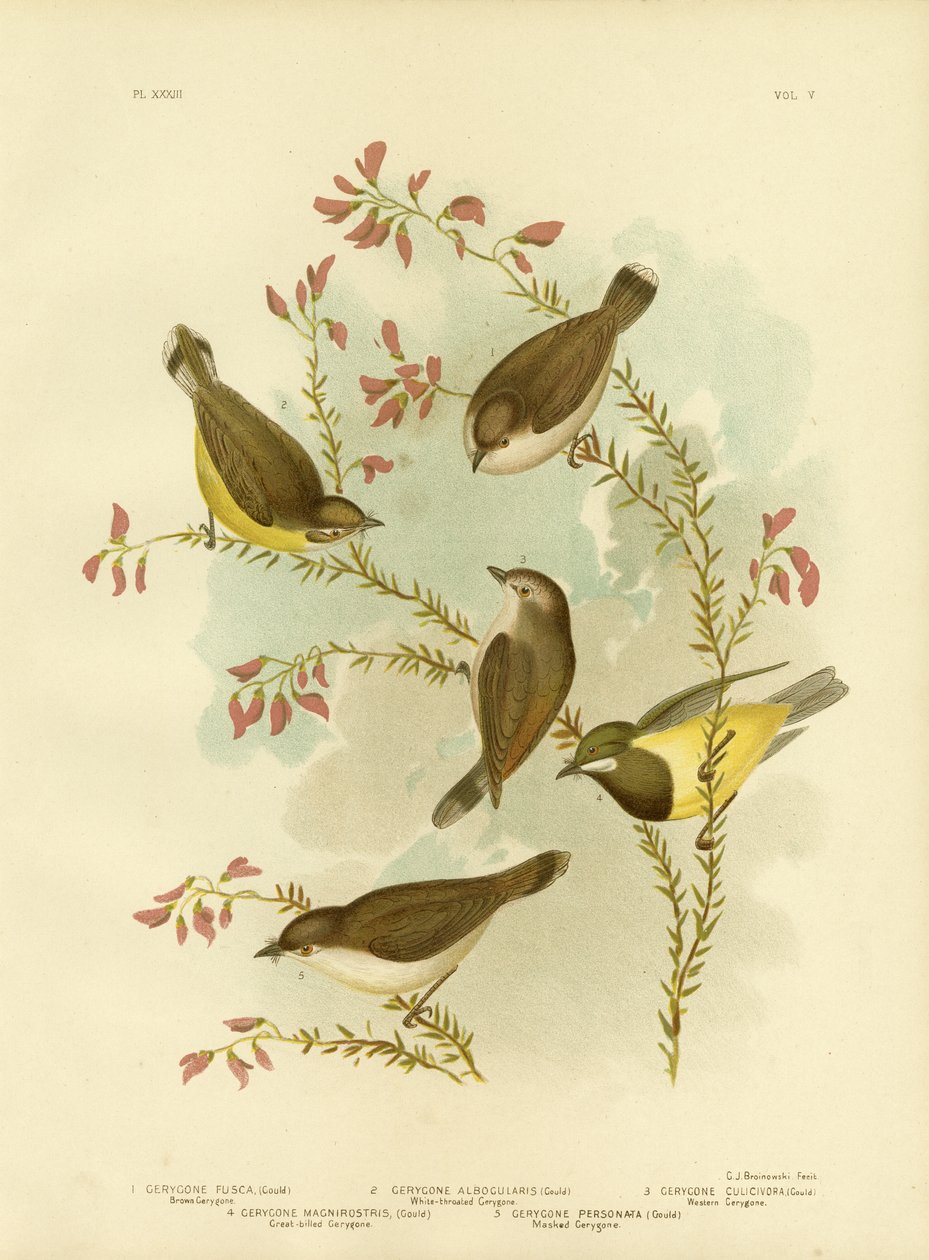 Kahverengi Gerygone, 1891 by Gracius Broinowski