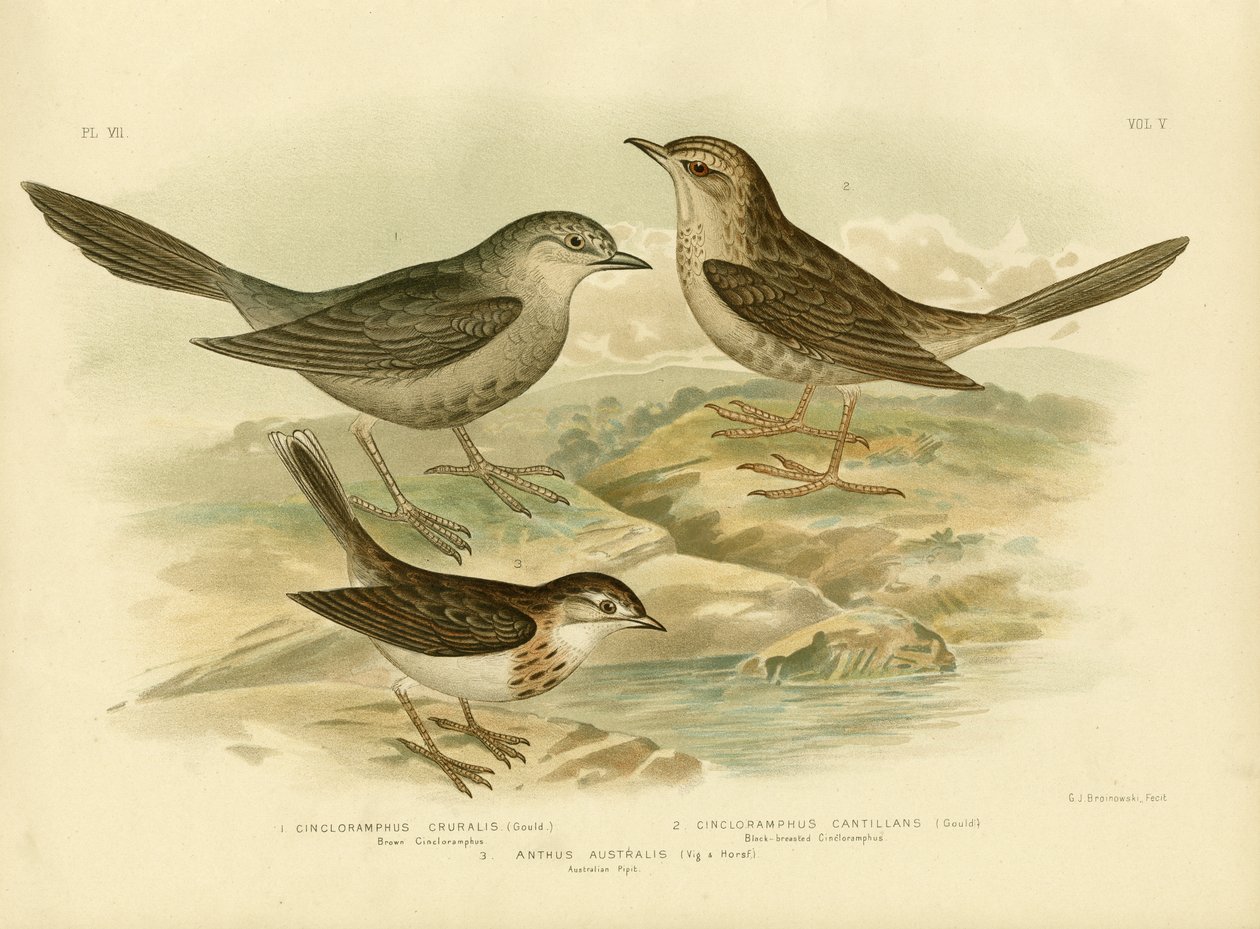 Kahverengi Songlark, 1891 by Gracius Broinowski
