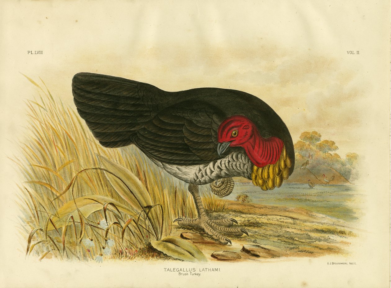 Fırça Türkiye, 1891 by Gracius Broinowski