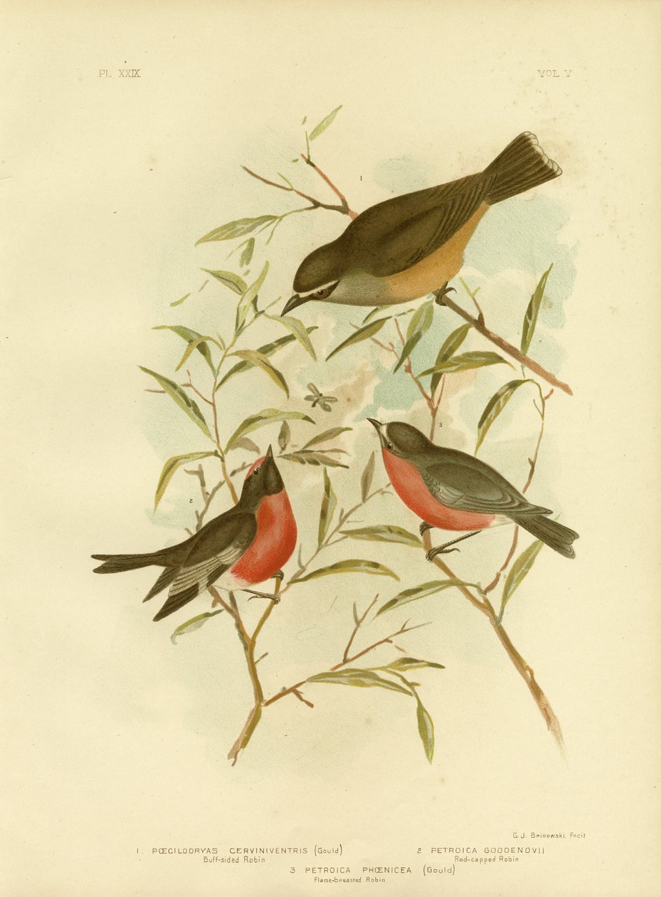 Açık Taraflı Robin, 1891 by Gracius Broinowski