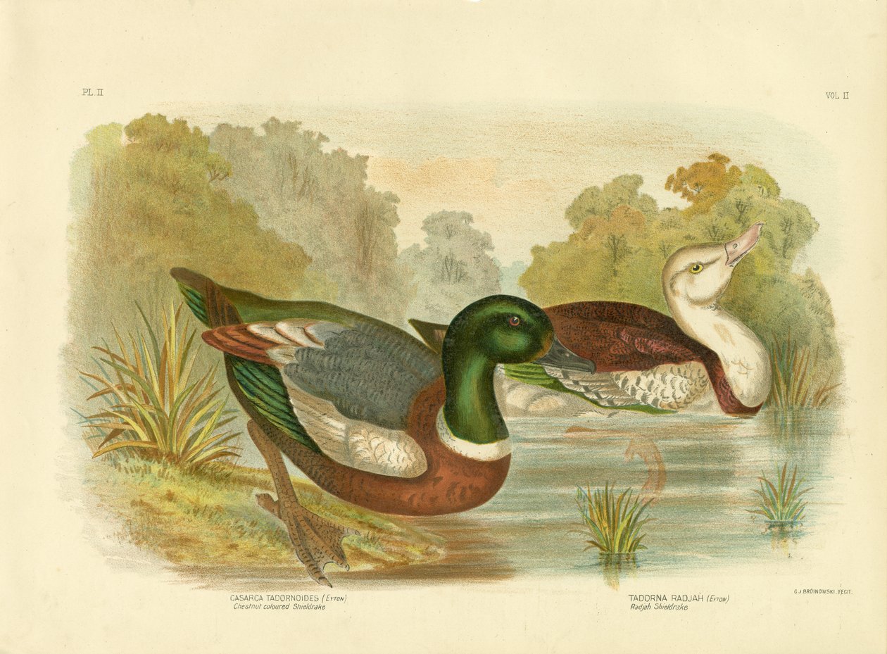 Kestane Rengi Shieldrake veya Avustralya Shelduck, 1891 by Gracius Broinowski