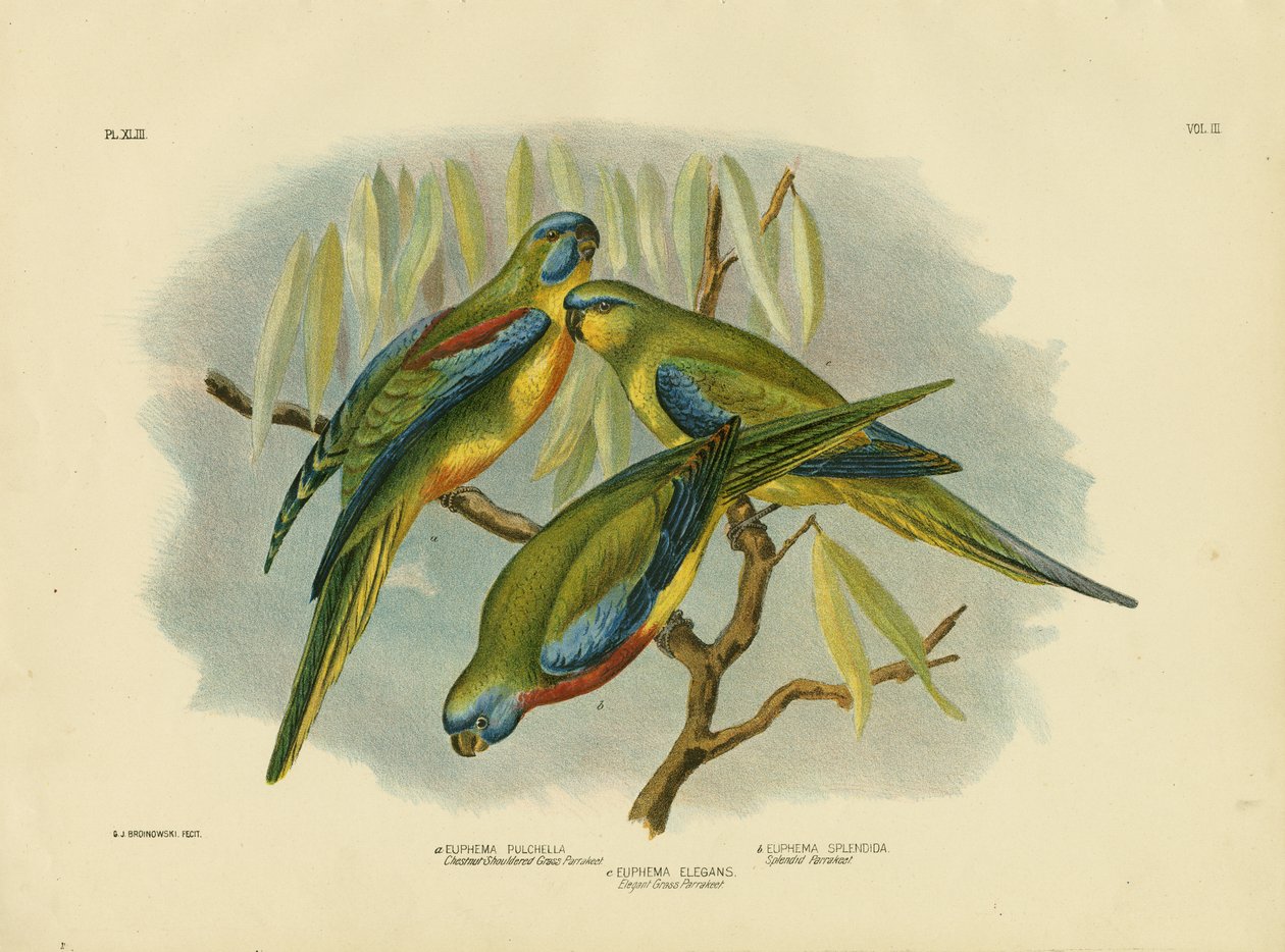 ಚೆಸ್ಟ್ನಟ್-ಭುಜದ ಹುಲ್ಲು ಪ್ಯಾರಕೀಟ್, 1891 ಟರ್ಕ್ by Gracius Broinowski