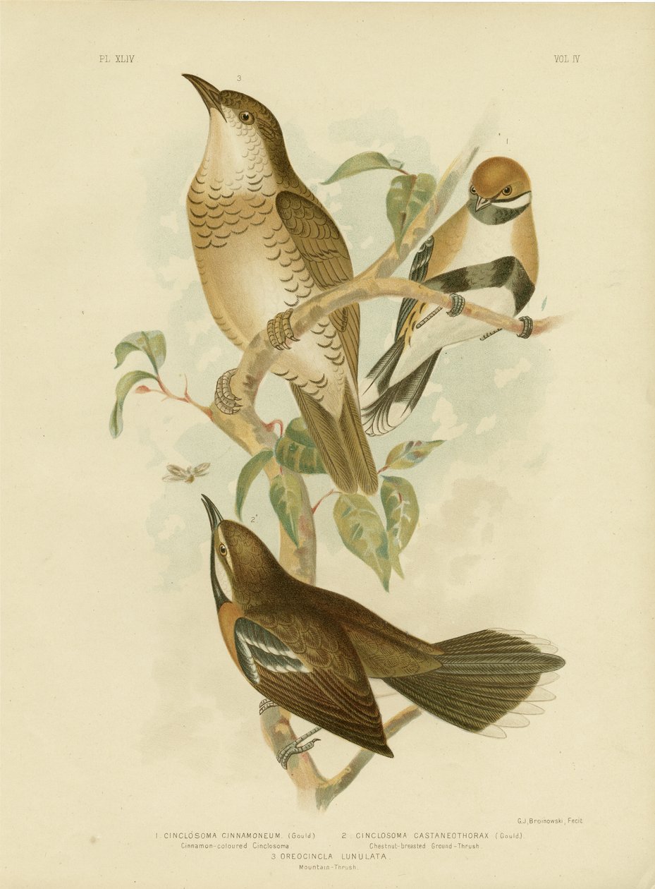 Tarçın Renkli Cinclosoma veya Tarçınlı Bıldırcın Ardıçlığı, 1891 by Gracius Broinowski