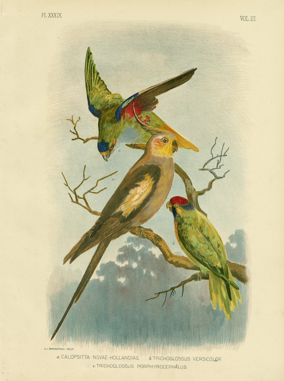 Kakadu Muhabbet Kuşu Veya Papağan, 1891 by Gracius Broinowski