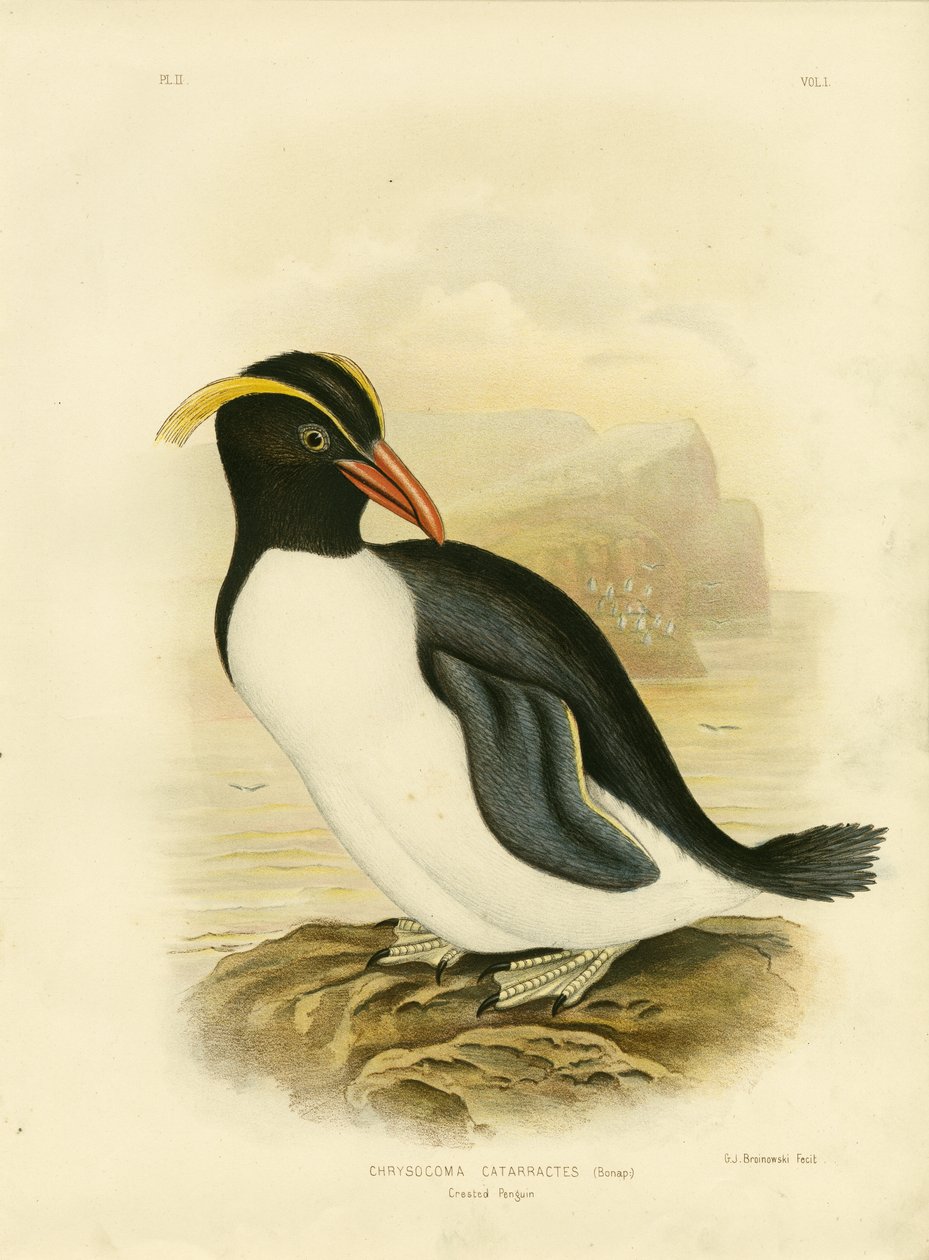 Tepeli Penguen, 1891 by Gracius Broinowski